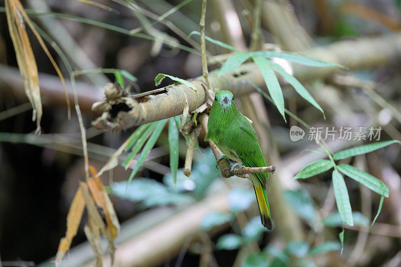 食蜂鸟:幼红须食蜂鸟(Nyctyornis amictus)。